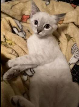 Harlee -  Siamese Cat for Adoption in San Jacinto, California - Harlee | PetCurious