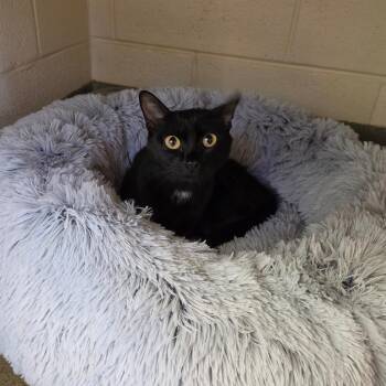 Domestic Short Hair Cats Available for Adoption in Rocky Mount, Virginia - Tanya | PetCurious