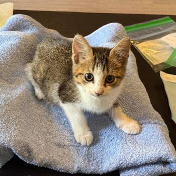Pallet -  Domestic Short Hair Cat for Adoption in Austin, Texas - Pallet | PetCurious