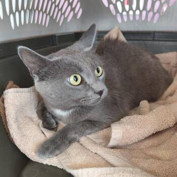 DARLA -  Domestic Short Hair Cat for Adoption - DARLA | PetCurious