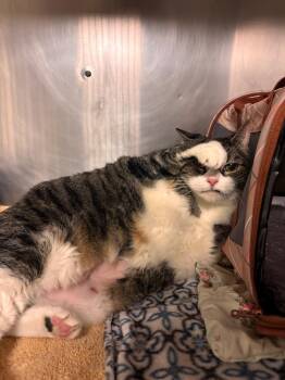 Domestic Short Hair Cats Available for Adoption - Saphire | PetCurious