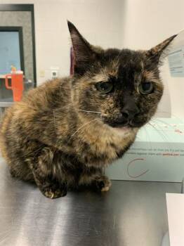 Domestic Medium Hair Cats Available for Adoption in Corpus Christi, Texas - MITSY | PetCurious