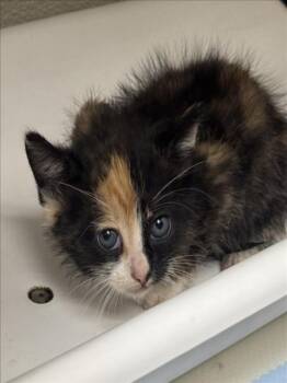 Domestic Medium Hair Cats Available for Adoption in Tracy, California - LAVANDA | PetCurious