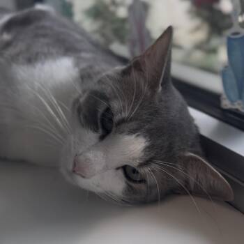 Domestic Short Hair Cats Available for Adoption in Midland, Texas - Troy | PetCurious