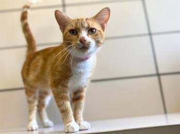 SNOW WHITE -  Domestic Short Hair Cat for Adoption in Fort Wayne, Indiana - SNOW WHITE | PetCurious