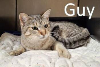 Tabby and Domestic Short Hair Cats Available for Adoption - Guy | PetCurious