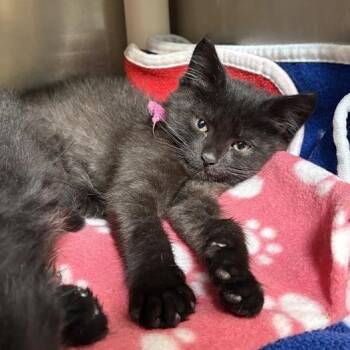 Pulkia -  Domestic Short Hair Cat for Adoption in Mentor, Ohio - Pulkia | PetCurious