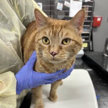 Alexander Hamilton -  Domestic Short Hair Cat for Adoption in Salt Lake City, Utah - Alexander Hamilton | PetCurious
