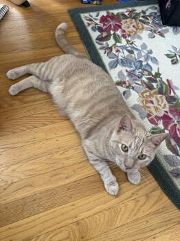 Blaze -  Domestic Short Hair and Tabby Cat for Adoption in Oakland, California - Blaze | PetCurious