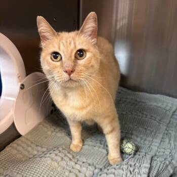Domestic Short Hair Cats Available for Adoption in Los Angeles, California - Ariel | PetCurious