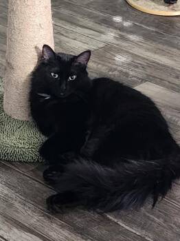 Taffy -  Domestic Long Hair Cat for Adoption in Powder Springs, Georgia - Taffy | PetCurious