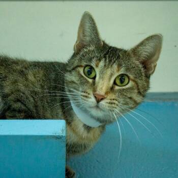 Domestic Short Hair Cats Available for Adoption - Magnolia | PetCurious