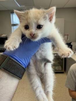 Marinara -  Domestic Short Hair Cat for Adoption in Lafayette, Indiana - Marinara | PetCurious