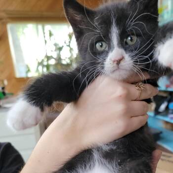 Lyle -  Domestic Medium Hair Cat for Adoption in Buffalo, Wyoming - Lyle | PetCurious
