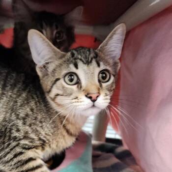 Strawberry -  Domestic Short Hair Cat for Adoption in Walker, Michigan - Strawberry | PetCurious