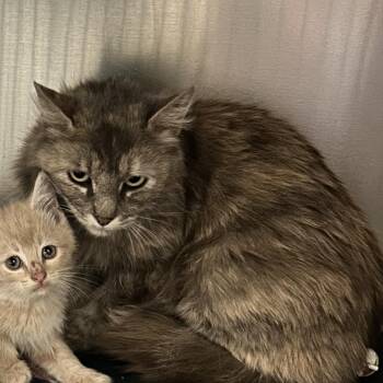 Domestic Medium Hair Cats Available for Adoption in Flagstaff, Arizona - Novel | PetCurious