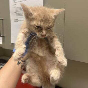 Cheddar 8030 -  Domestic Short Hair Cat for Adoption in Columbus, Georgia - Cheddar 8030 | PetCurious
