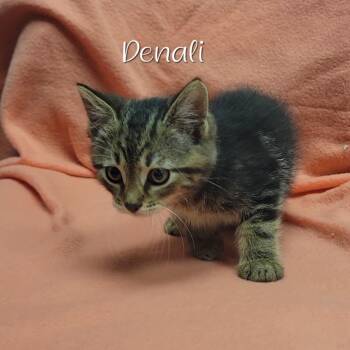 Denali -  Domestic Short Hair Cat for Adoption in Parkersburg, West Virginia - Denali | PetCurious