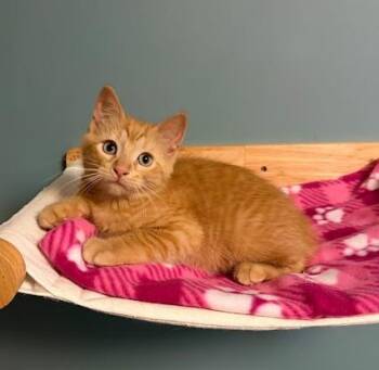 Pooh -  Domestic Short Hair Cat for Adoption in Andover, Minnesota - Pooh | PetCurious