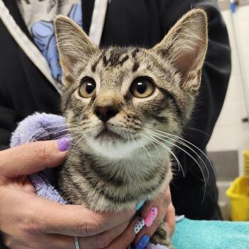Lion-O -  Domestic Short Hair Cat for Adoption in Pittsburgh, Pennsylvania - Lion-O | PetCurious