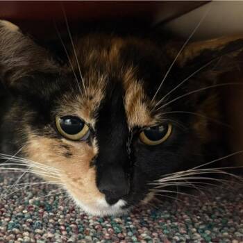 Anastasia -  Domestic Short Hair Cat Available for Adoption in Buffalo, New York - Anastasia | PetCurious