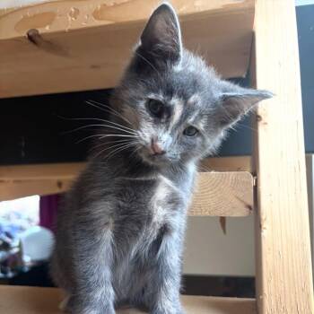 Muffin -  Dilute Tortoiseshell Cat for Adoption in Charlotte, North Carolina - Muffin | PetCurious