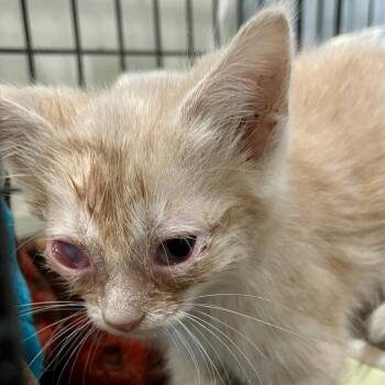 Shooting Star -  Domestic Short Hair Cat for Adoption in Fairmont, West Virginia - Shooting Star | PetCurious