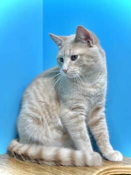 Luke -  Domestic Short Hair Cat for Adoption in Estherville, Iowa - Luke | PetCurious