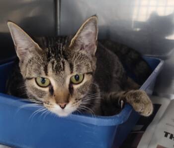 JANELLE -  Tabby Cat for Adoption in Claremore, Oklahoma - JANELLE | PetCurious