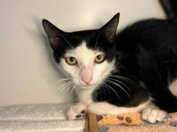 Banana -  Domestic Short Hair Cat for Adoption in Newberg, Oregon - Banana | PetCurious