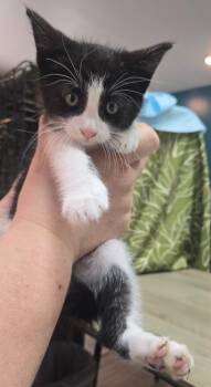LOC Tex -  Domestic Short Hair Cat for Adoption in Greencastle, Indiana - LOC Tex | PetCurious