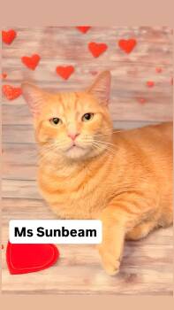 Domestic Short Hair Cats Available for Adoption - Ms Sunbeam At Martinez Pet Food Express  Feb 14th | PetCurious