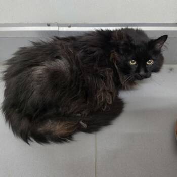 Harley -  Domestic Short Hair Cat for Adoption in Des Moines, Iowa - Harley | PetCurious