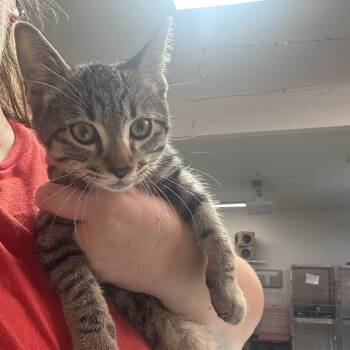Rewind -  Domestic Short Hair Cat for Adoption in Leander, Texas - Rewind | PetCurious