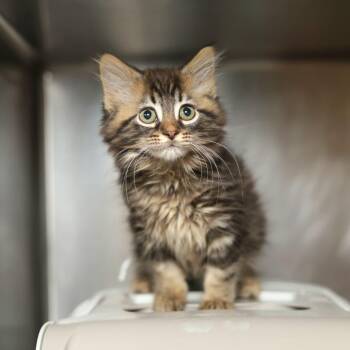 Dio -  Domestic Medium Hair Cat for Adoption in Evansville, Indiana - Dio | PetCurious