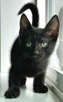 Domestic Short Hair Cats Available for Adoption in Seattle, Washington - Clarence | PetCurious