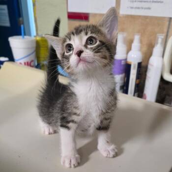 Domestic Short Hair Cats Available for Adoption in Eureka Springs, Arkansas - Blastoise | PetCurious