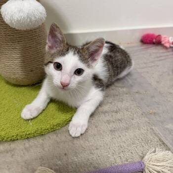 Yoshi -  Domestic Short Hair Cat Available for Adoption in Maple Valley, Washington - Yoshi | PetCurious