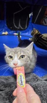 Domestic Short Hair Cats Available for Adoption in Bellmawr, New Jersey - Peaches And Crème  | PetCurious