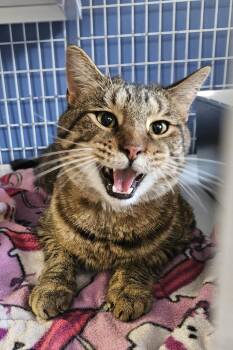 Livianna -  Domestic Medium Hair Cat for Adoption in Claremont, New Hampshire - Livianna | PetCurious