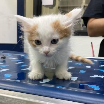 Fiona -  Domestic Short Hair Cat for Adoption in Lake Jackson, Texas - Fiona | PetCurious