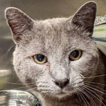 Domestic Short Hair Cats Available for Adoption in Kennebunk, Maine - Ash | PetCurious