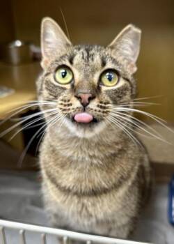 Domestic Short Hair Cats Available for Adoption - Pawnee | PetCurious