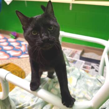 Pip -  Domestic Short Hair Cat for Adoption in Cheyenne, Wyoming - Pip | PetCurious