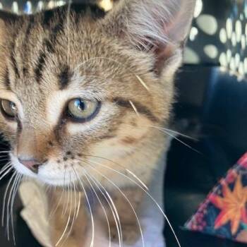 Haymitch - Chow Hound Northland -  Domestic Short Hair Cat for Adoption in Grand Rapids, Michigan - Haymitch - Chow Hound Northland | PetCurious
