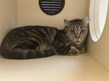 Domestic Short Hair Cats Available for Adoption in Louisville, Kentucky - PARCHEESI | PetCurious