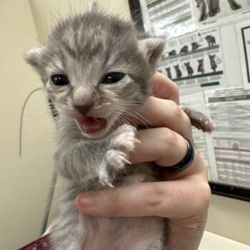 Rescue Domestic Short Hair Cats for Adoption in Lynchburg, Virginia - Wales | PetCurious