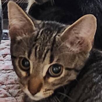 K46328 -  Domestic Short Hair Cat for Adoption in Corsicana, Texas - K46328 | PetCurious