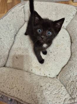 Rescue Domestic Short Hair Cats for Adoption in Philadelphia, Pennsylvania - Gumdrop | PetCurious