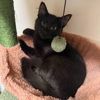 Rescue Domestic Short Hair Cats for Adoption in Chicago, Illinois - Cobra & Scar, Bonded Pair | PetCurious
